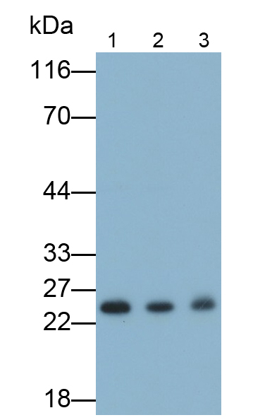 Polyclonal Antibody to Interleukin 6 (IL6)