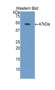 Biotin-Linked Polyclonal Antibody to Interleukin 6 (IL6)