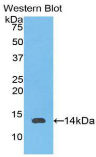 Biotin-Linked Polyclonal Antibody to Interleukin 8 (IL8)