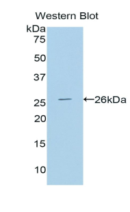 Polyclonal Antibody to Laminin (LN)