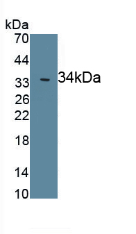 PAA084Cp01.jpg