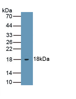 Polyclonal Antibody to Leptin (LEP)