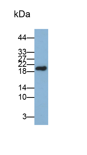 Polyclonal Antibody to Leptin (LEP)