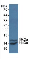 Polyclonal Antibody to Monocyte Chemotactic Protein 1 (MCP1)