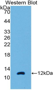 Polyclonal Antibody to Monocyte Chemotactic Protein 3 (MCP3)