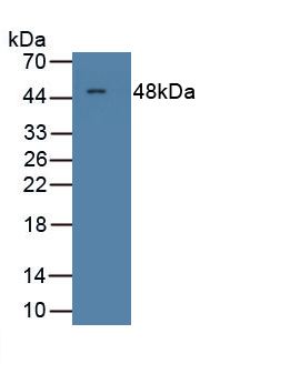 Polyclonal Antibody to Colony Stimulating Factor 1, Macrophage (MCSF)