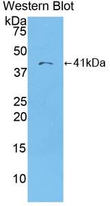 Polyclonal Antibody to Macrophage Derived Chemokine (MDC)