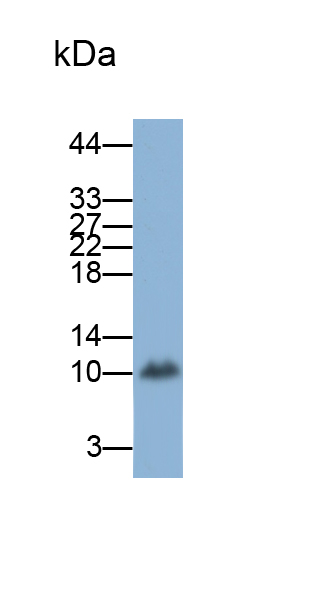 Polyclonal Antibody to Macrophage Derived Chemokine (MDC)