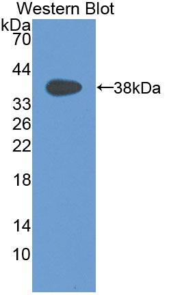 Polyclonal Antibody to Macrophage Inflammatory Protein 1 Alpha (MIP1a)