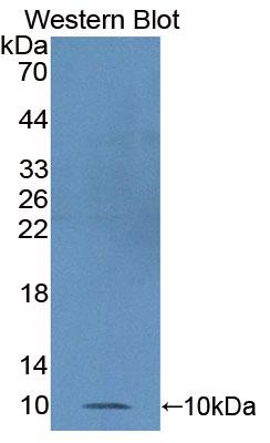 Polyclonal Antibody to Macrophage Inflammatory Protein 1 Alpha (MIP1a)