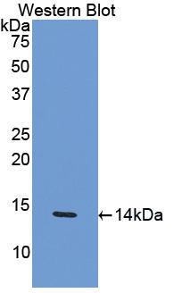 Polyclonal Antibody to Macrophage Inflammatory Protein 1 Beta (MIP1b)