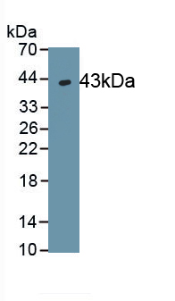 Polyclonal Antibody to Macrophage Inflammatory Protein 3 Beta (MIP3b)