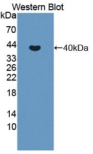 Polyclonal Antibody to Matrix Metalloproteinase 10 (MMP10)