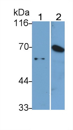 Polyclonal Antibody to Matrix Metalloproteinase 13 (MMP13)