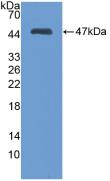 Polyclonal Antibody to Matrix Metalloproteinase 3 (MMP3)