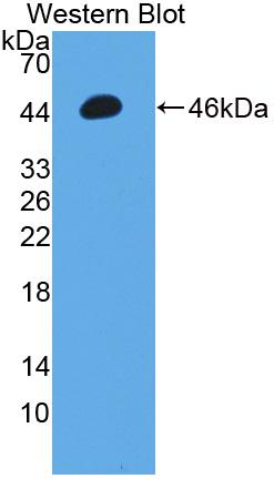 Polyclonal Antibody to Matrix Metalloproteinase 3 (MMP3)