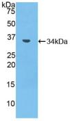 Polyclonal Antibody to Matrix Metalloproteinase 7 (MMP7)