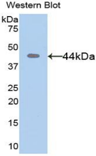 PAA103Hu01.jpg