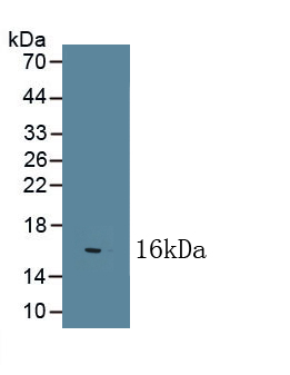 Polyclonal Antibody to Nerve Growth Factor (NGF)