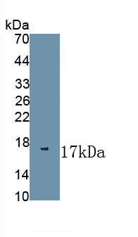 Polyclonal Antibody to Nerve Growth Factor (NGF)