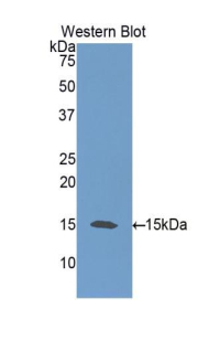 Polyclonal Antibody to Neurotrophin 3 (NT3)