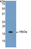 Polyclonal Antibody to Neurotrophin 3 (NT3)