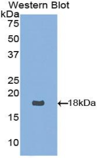 Polyclonal Antibody to Neurotrophin 4 (NT4)