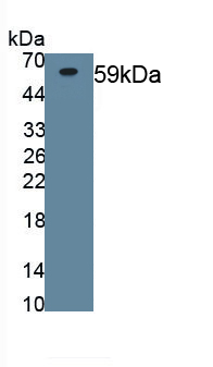 Polyclonal Antibody to Osteoprotegerin (OPG)