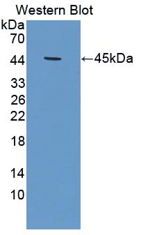 Polyclonal Antibody to Creatine Kinase, Muscle (CKM)