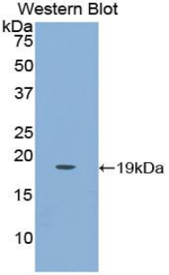 PAA114Hu01.jpg