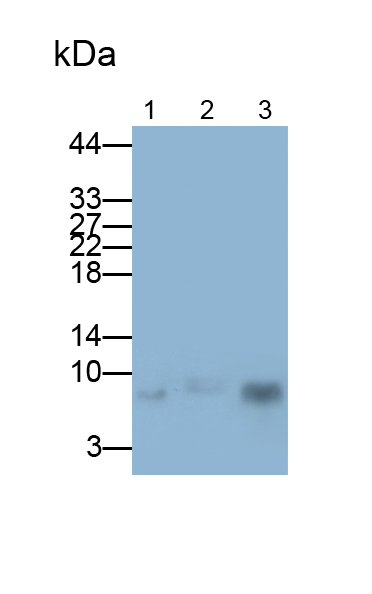 Polyclonal Antibody to Regulated On Activation In Normal T-Cell Expressed And Secreted (RANTES)