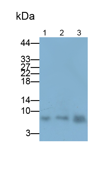 Polyclonal Antibody to Regulated On Activation In Normal T-Cell Expressed And Secreted (RANTES)