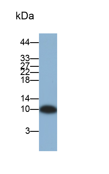 Polyclonal Antibody to Regulated On Activation In Normal T-Cell Expressed And Secreted (RANTES)