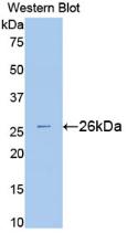 Polyclonal Antibody to Superoxide Dismutase 3, Extracellular (SOD3)