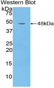 Polyclonal Antibody to Cluster Of Differentiation 40 Ligand (CD40L)