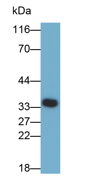 Polyclonal Antibody to Stem Cell Factor (SCF)