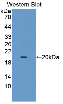 Polyclonal Antibody to Stem Cell Factor (SCF)