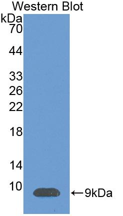 Polyclonal Antibody to Stromal Cell Derived Factor 1 (SDF1)