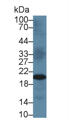 PAA129Hu01.jpg