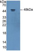 Polyclonal Antibody to Adiponectin Receptor 2 (ADIPOR2)