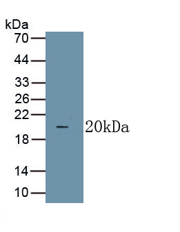 PAA133Cp01.jpg