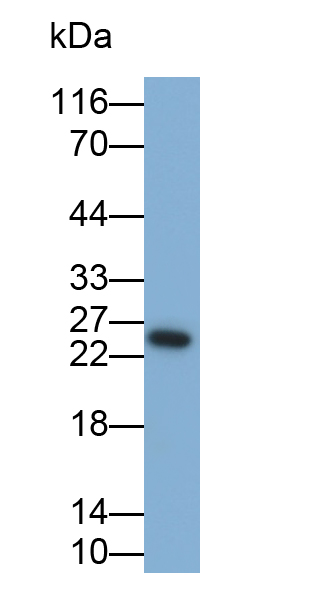 Polyclonal Antibody to Tumor Necrosis Factor Alpha (TNFa)