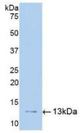 Polyclonal Antibody to Plasminogen Activator, Urokinase Receptor (uPAR)