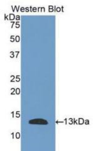 Polyclonal Antibody to Plasminogen Activator, Urokinase Receptor (uPAR)