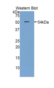 PAA141Mu81.jpg