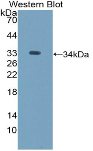 PAA142Mu01.jpg