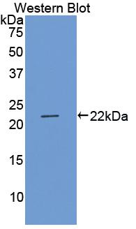 Biotin-Linked Polyclonal Antibody to Vascular Endothelial Growth Factor A (VEGFA)