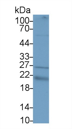 PAA144Bo02.jpg