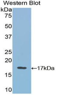 Polyclonal Antibody to Vascular Endothelial Growth Factor B (VEGFB)