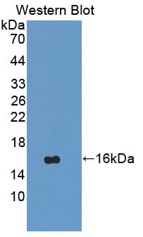 Polyclonal Antibody to Vascular Endothelial Growth Factor C (VEGFC)